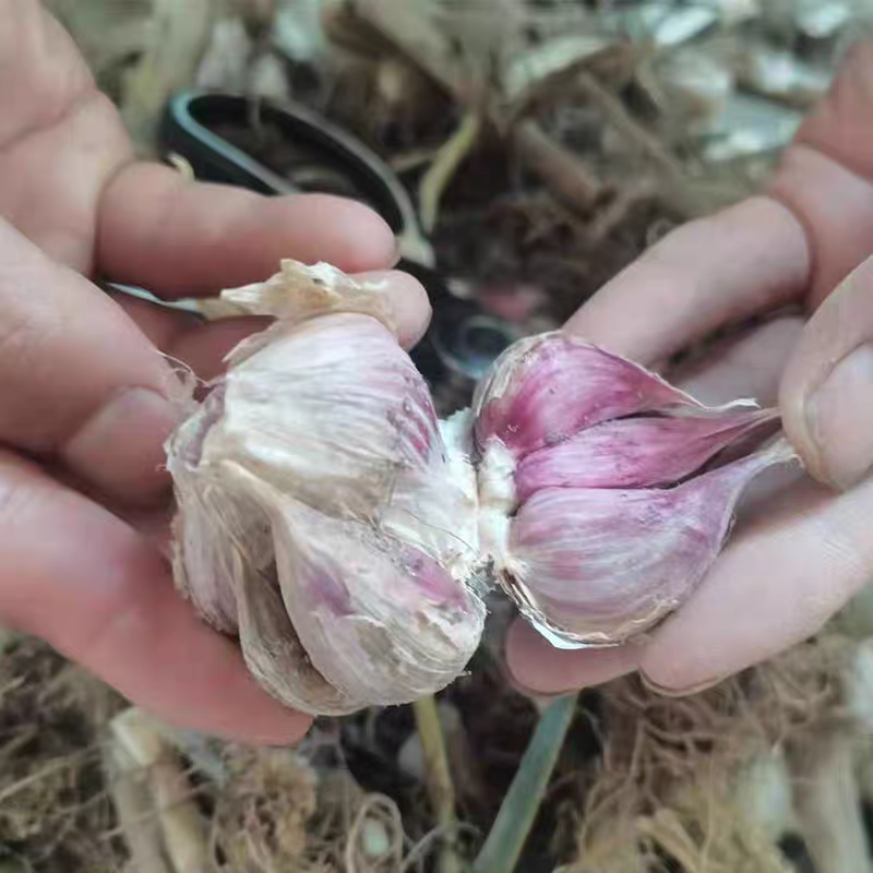 紫皮蒜精品大蒜批发干蒜市场商超货源郑州大蒜批发