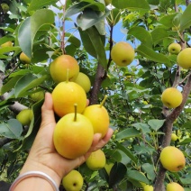 蜂糖蜜梨