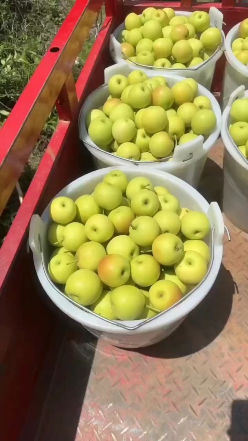 蜂糖蜜梨