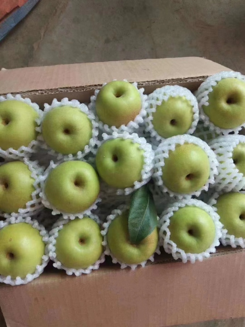 蜂糖蜜梨