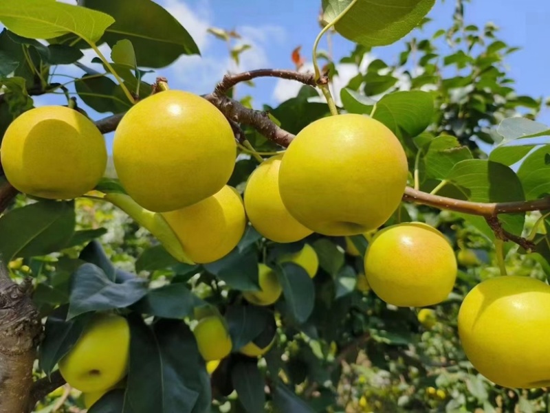 蜂糖蜜梨