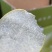蜂糖蜜梨