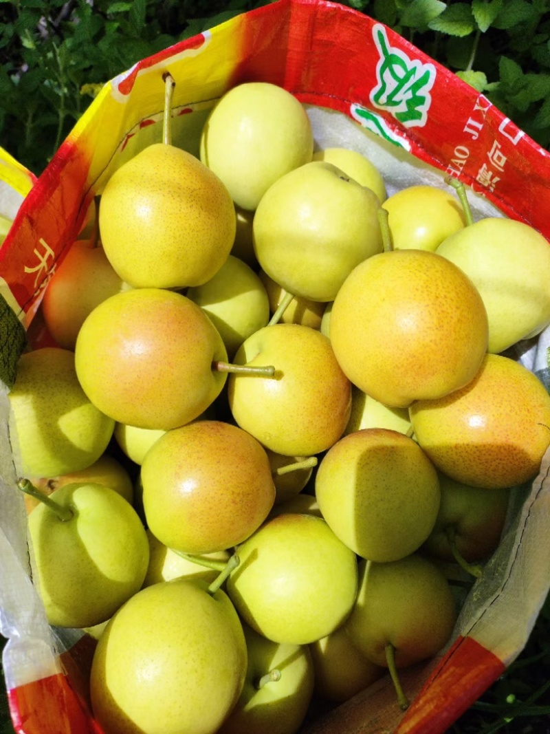 蜂糖蜜梨