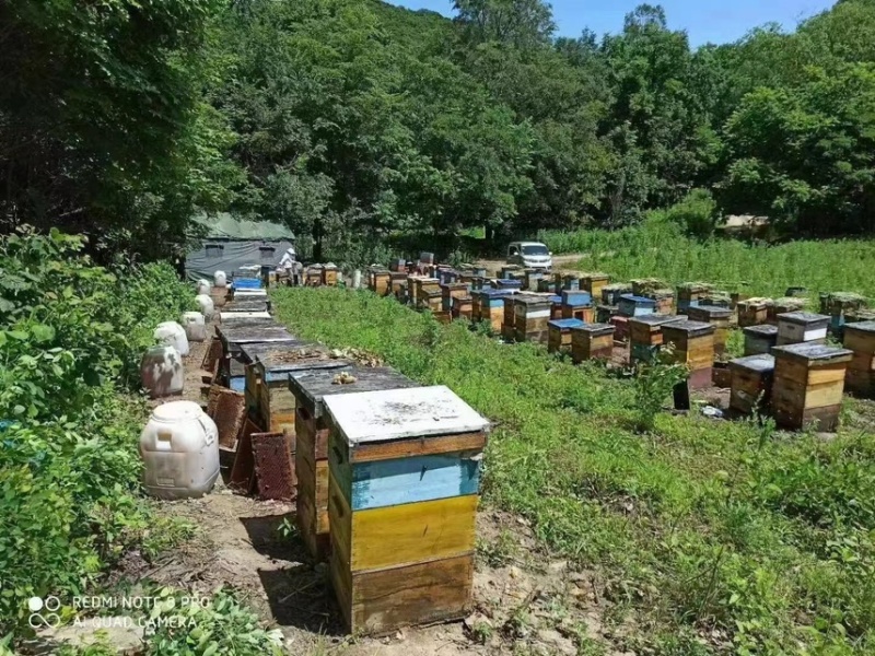 东北优质深山纯正天然椴树蜜零添加不浓缩产地直发