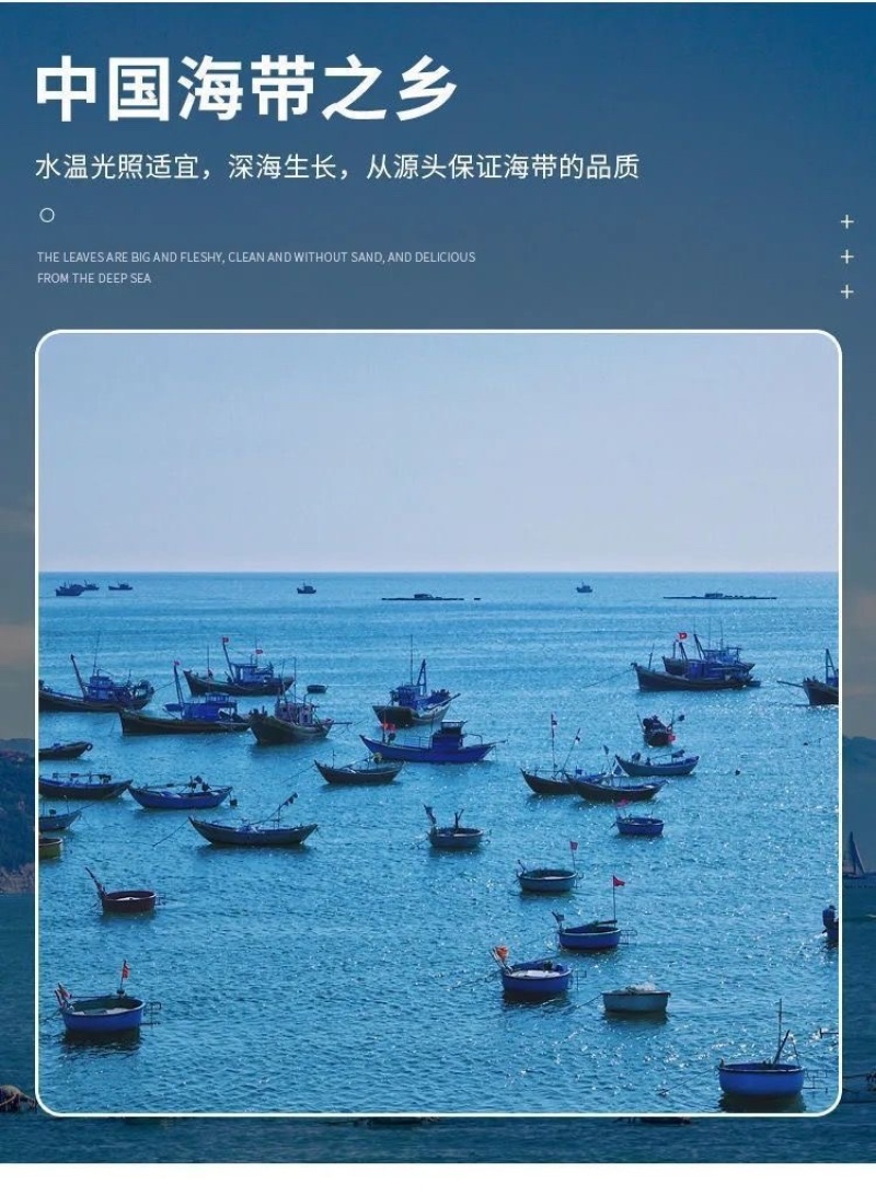 新鲜盐渍海带丝海藻批发一件代发招代理