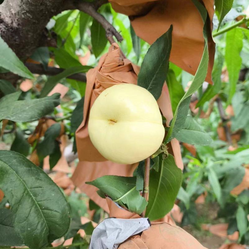 晶玉