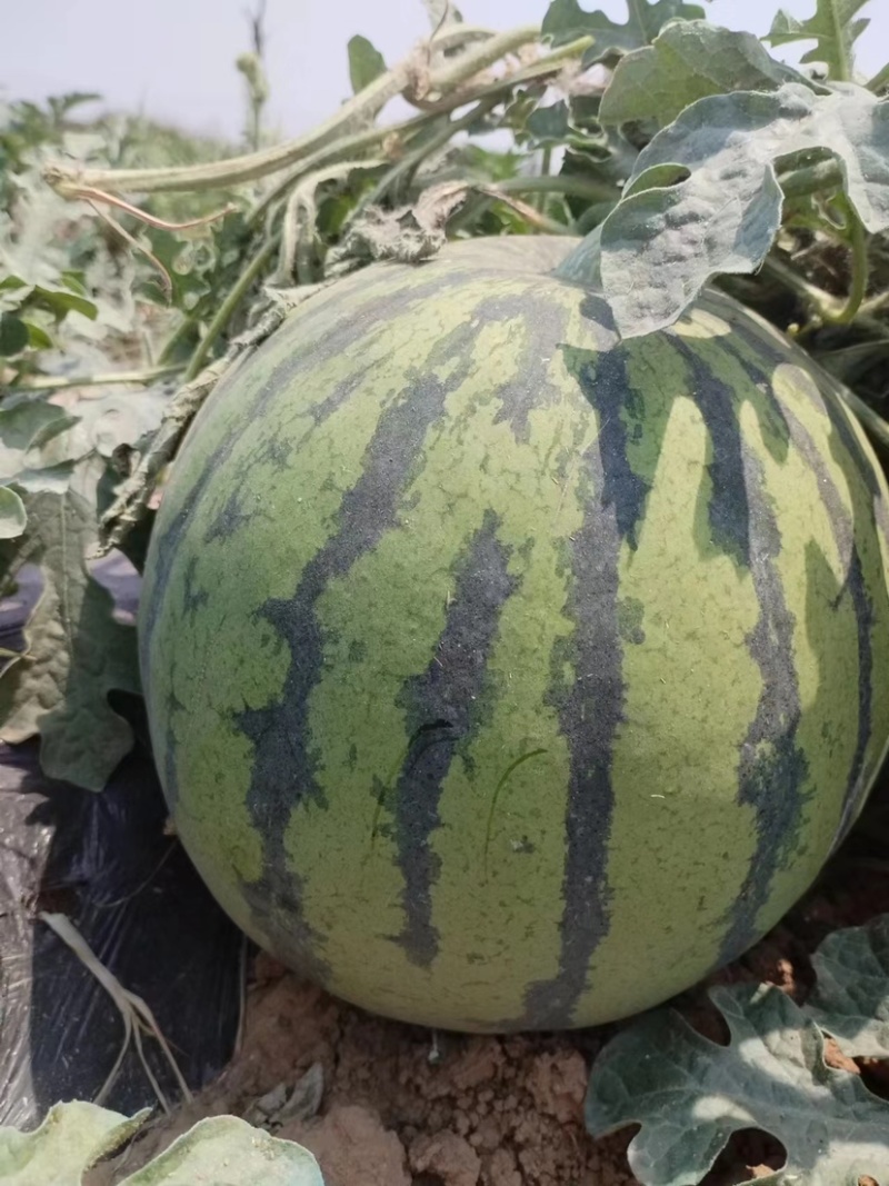 麒麟西瓜🍉