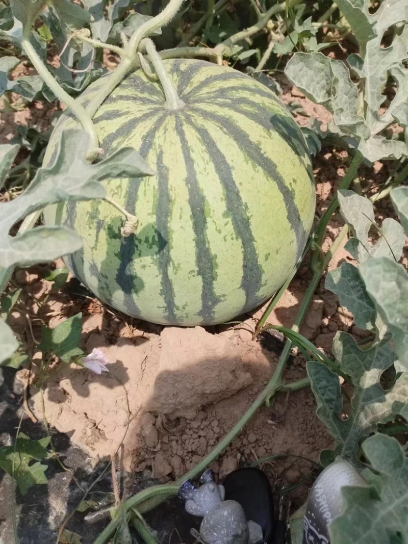 麒麟西瓜🍉