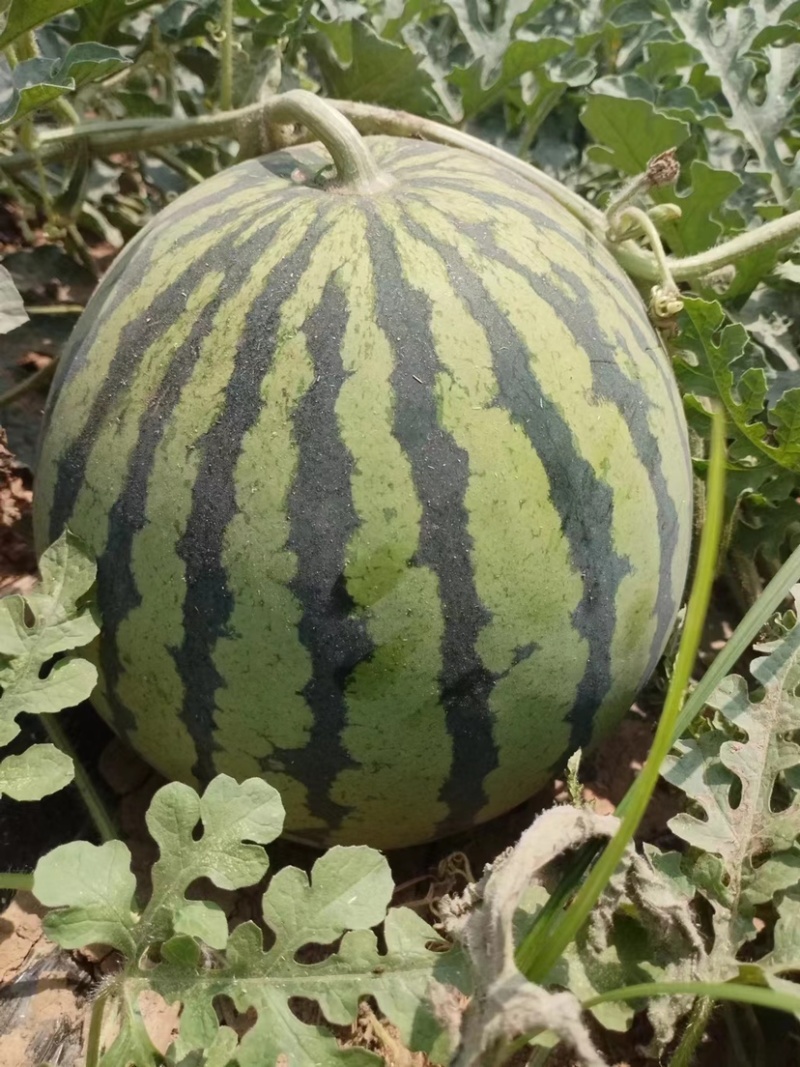 麒麟西瓜🍉