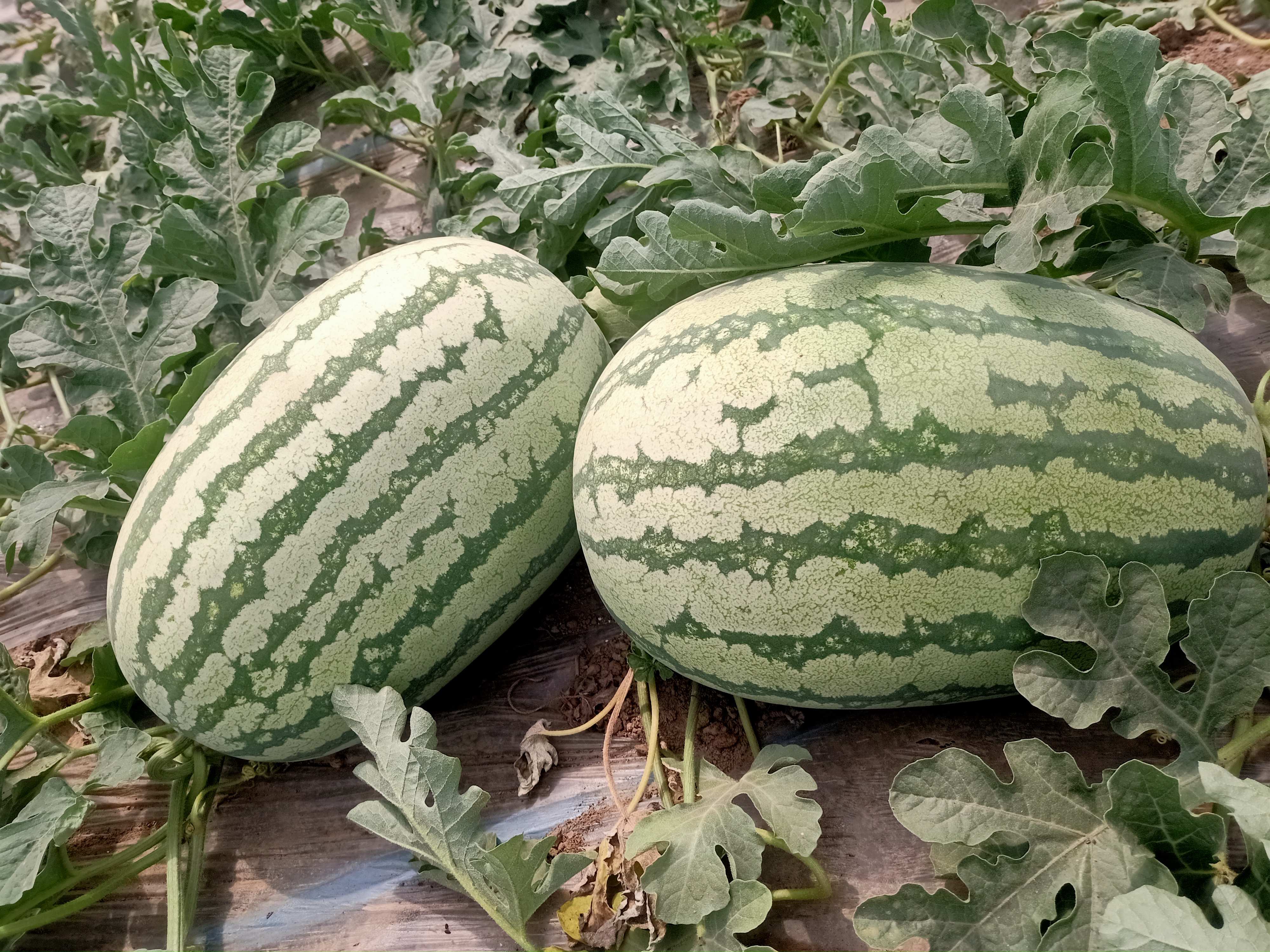 金城5号西瓜在田间成熟状态,瓜农正在采摘,展示其饱满的外形与均匀的条纹 金城5号西瓜在田间成熟状态