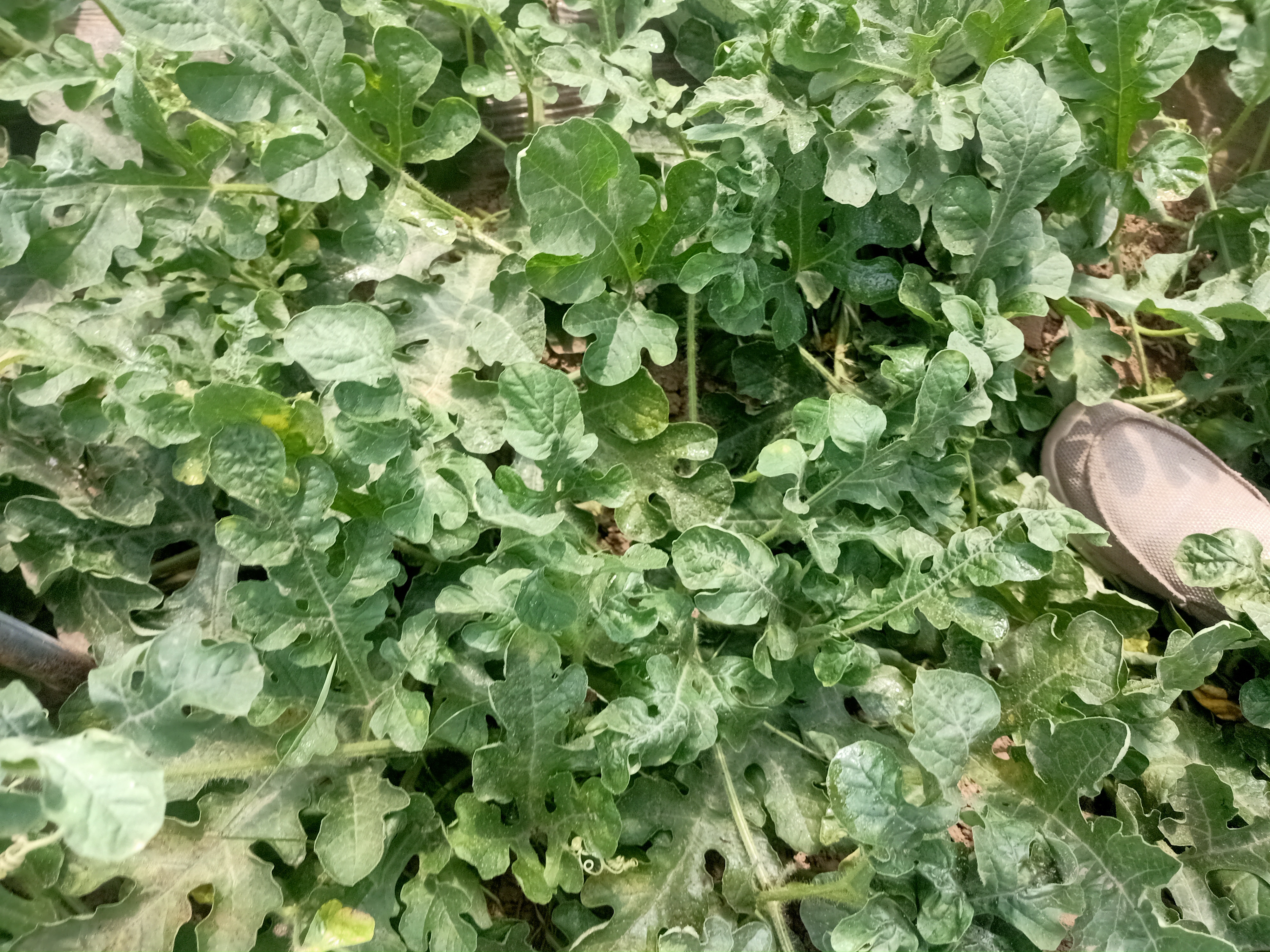 一片整齐的金城5号西瓜种植田,展示其生长环境和田间管理情况 金城5号西瓜田间种植图