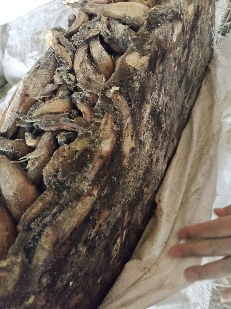 小黑鱼，船冻，饲料鱼水产养殖饲料鱼，螃蟹饲料鱼