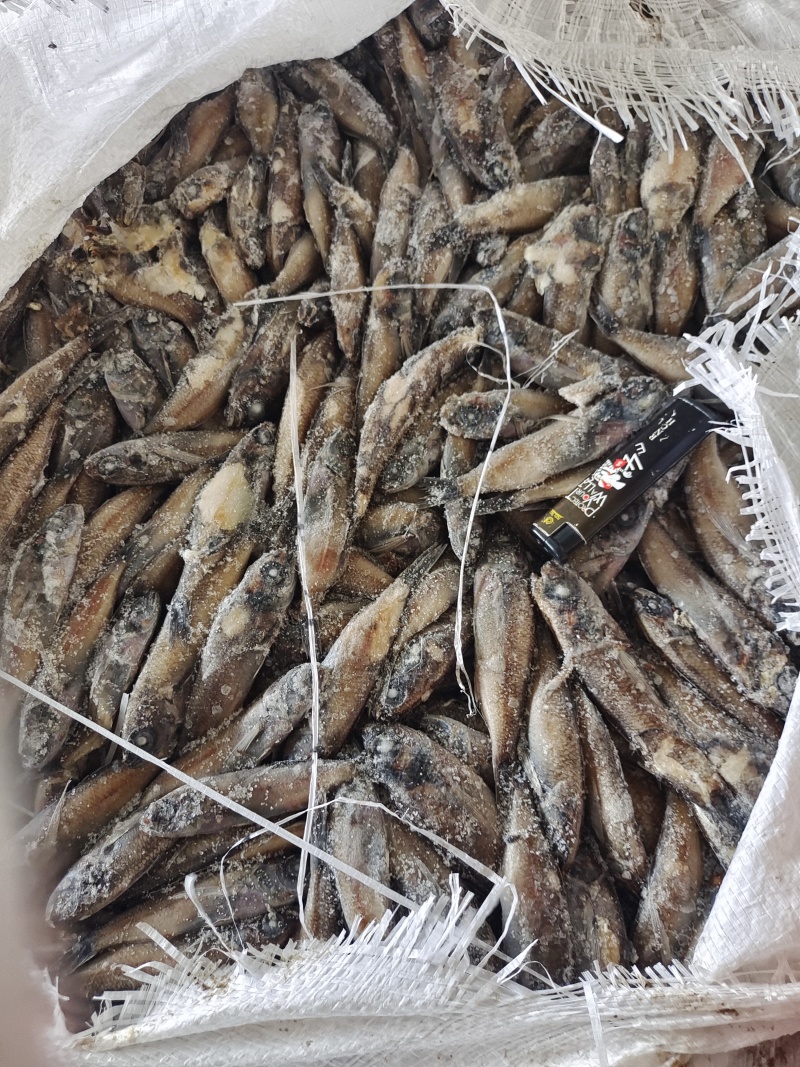 小黑鱼，船冻，饲料鱼水产养殖饲料鱼，螃蟹饲料鱼