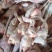 三黄鸡