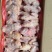 三黄鸡