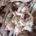 三黄鸡
