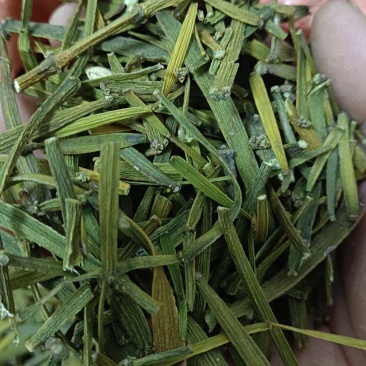 槲寄生，扁寄生，螃蟹脚寄生