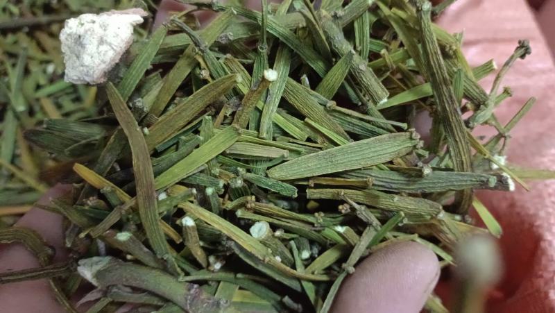 槲寄生，扁寄生，螃蟹脚寄生