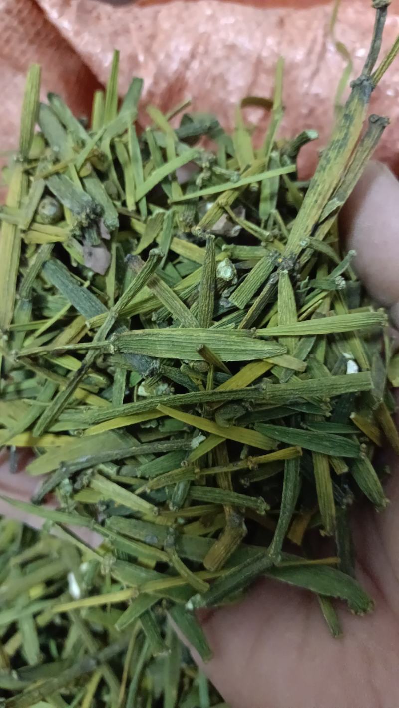 槲寄生，扁寄生，螃蟹脚寄生