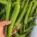 实精品大尖椒产地直发量大从优欢迎咨询前来支持视频看货
