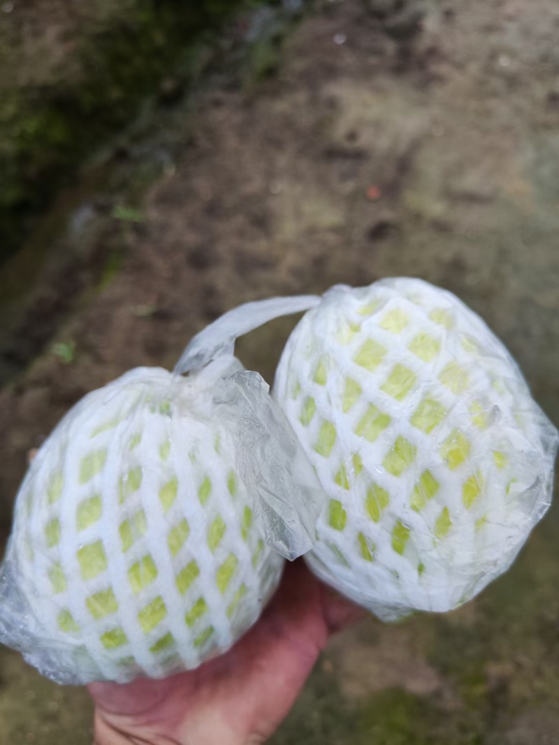 精品芭乐货源充足支持一件代发，社区团购，空运班找物流。