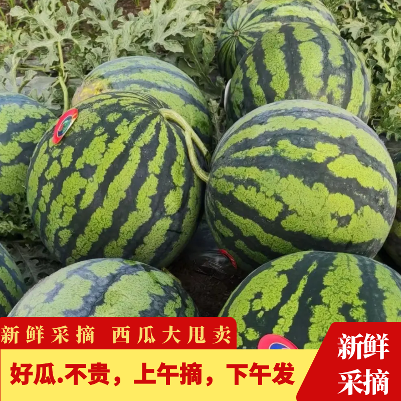 【产地特价】河北大量甜王西瓜上市中量大从优包熟包甜