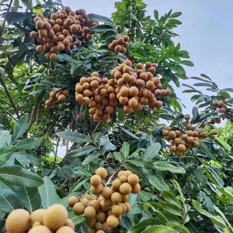 广东茂名龙眼（国家地理标志农产品）石硖，储良！