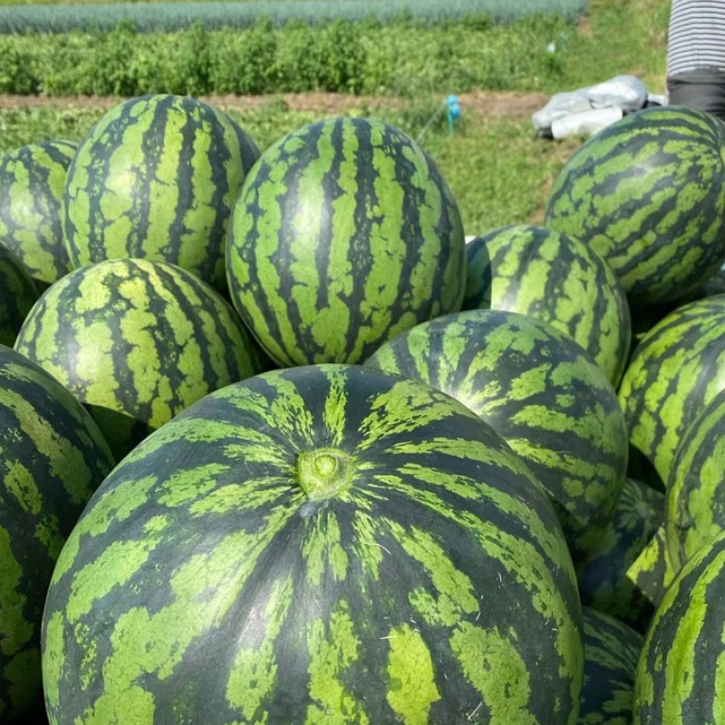 【精选】河北麒麟甜王西瓜无籽甜度高量大从优