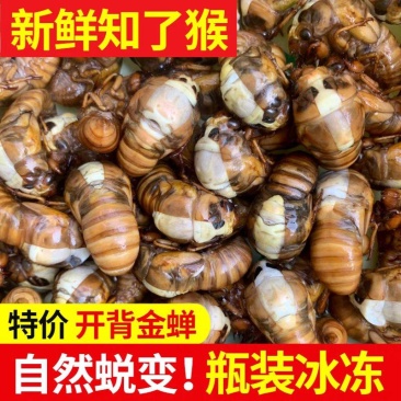 大头开背金蝉知了猴爬叉