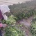 【定西莴苣】甘肃红叶莴苣大量上市品质保证量大从优