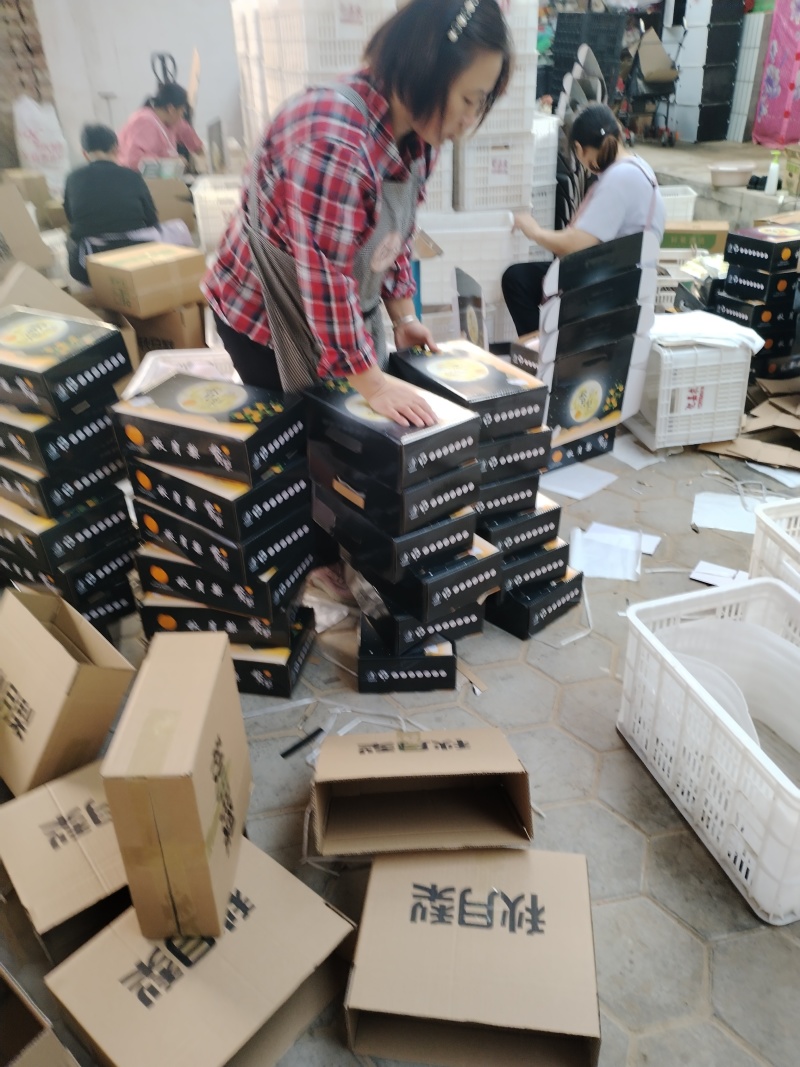 冠县精品丰水梨，皇冠梨/可供超市/可对接电商/全国发货