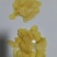 干土豆片