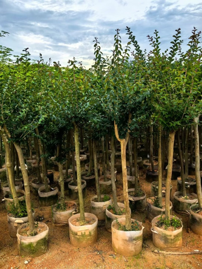 小叶紫薇/红火箭紫薇5～10公分基地直销规格齐全