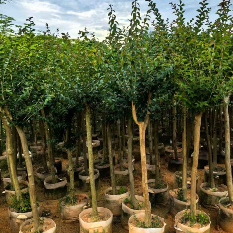 小叶紫薇/红火箭紫薇5～10公分基地直销规格齐全