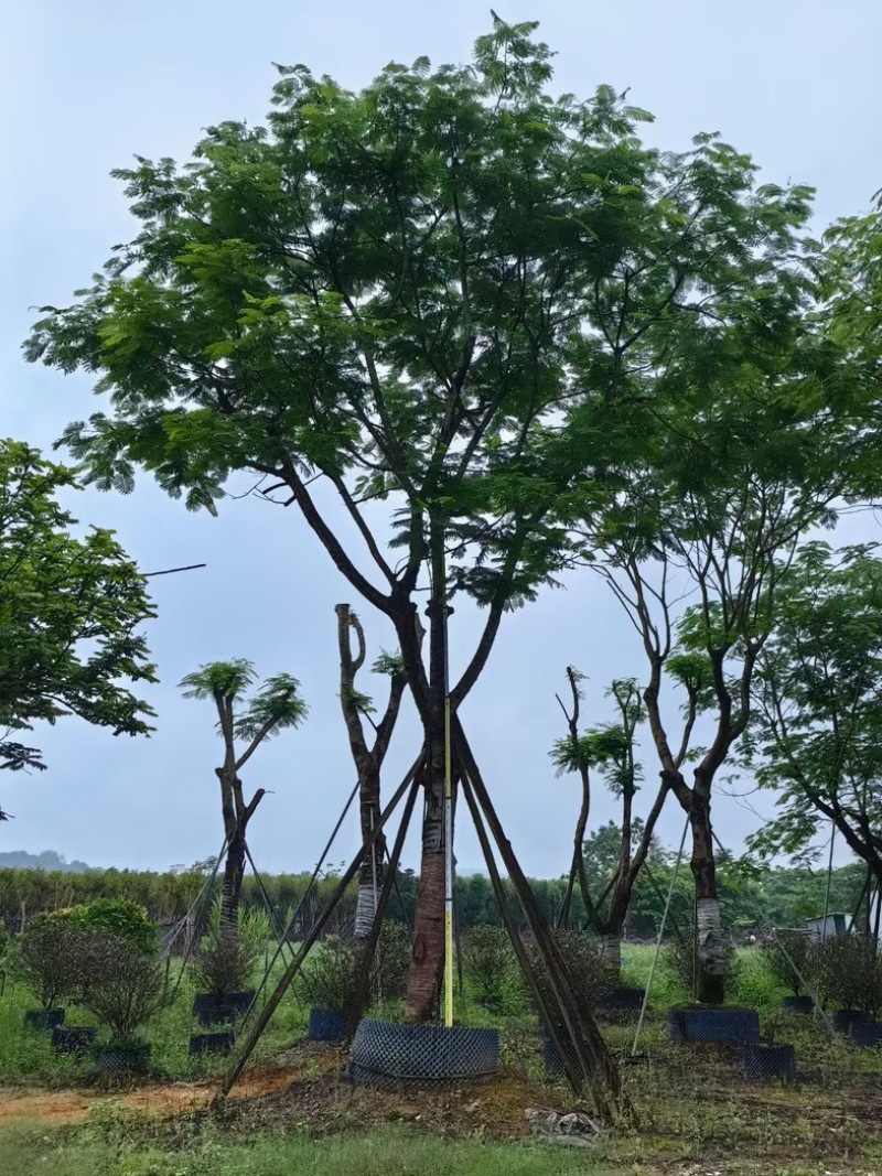 凤凰树/红花楹树30～50公分基地直销规格齐全