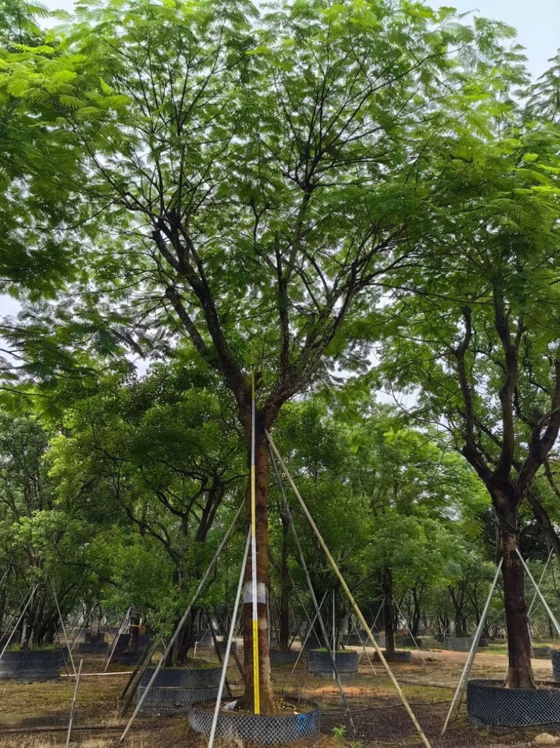 凤凰树/红花楹树30～50公分基地直销规格齐全