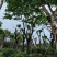 凤凰树/红花楹树30～50公分基地直销规格齐全