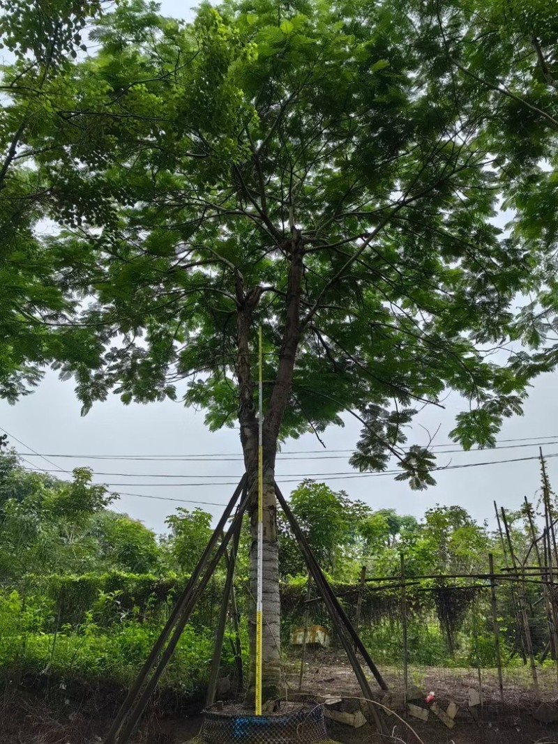 凤凰树/红花楹树30～50公分基地直销规格齐全