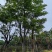 凤凰树/红花楹树30～50公分基地直销规格齐全