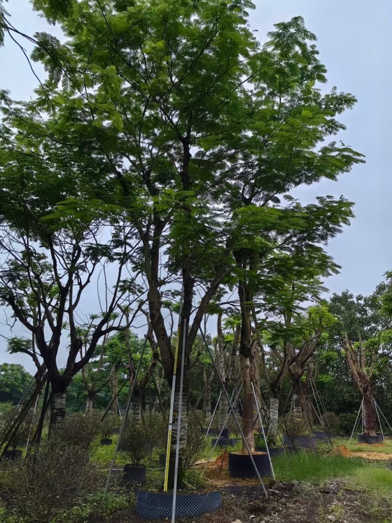 凤凰树/红花楹树30～50公分基地直销规格齐全