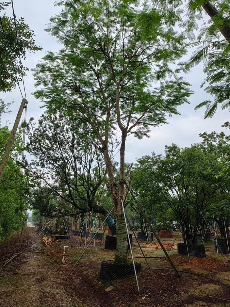 凤凰树/红花楹树30～50公分基地直销规格齐全