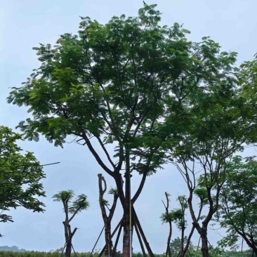 凤凰树/红花楹树30～50公分基地直销规格齐全
