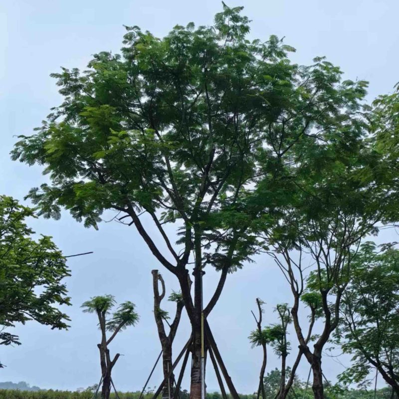 凤凰树/红花楹树30～50公分基地直销规格齐全