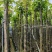 秋枫5～15公分基地直销规格齐全欢迎老板来电洽谈合作