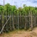秋枫5～15公分基地直销规格齐全欢迎老板来电洽谈合作