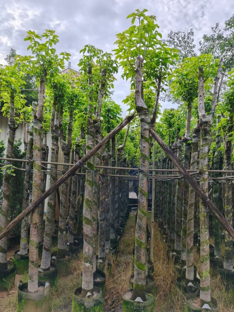 秋枫5～15公分基地直销规格齐全欢迎老板来电洽谈合作