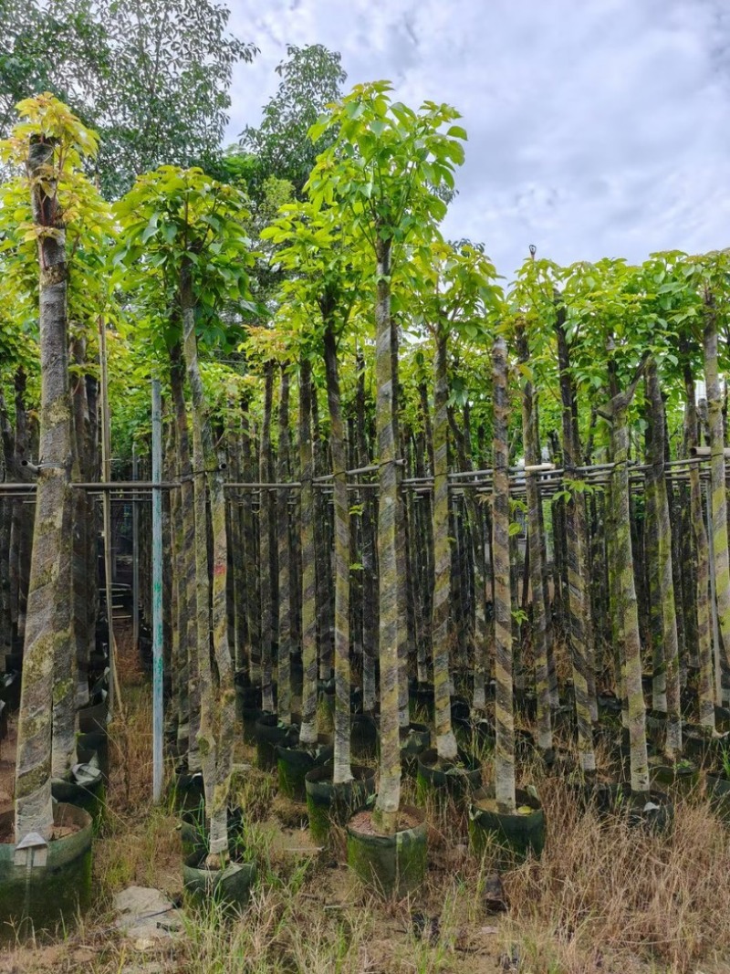 秋枫5～15公分基地直销规格齐全欢迎老板来电洽谈合作
