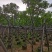 骨架黄花槐7～12公分基地直销规格齐全欢迎老板来电