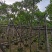骨架黄花槐7～12公分基地直销规格齐全欢迎老板来电