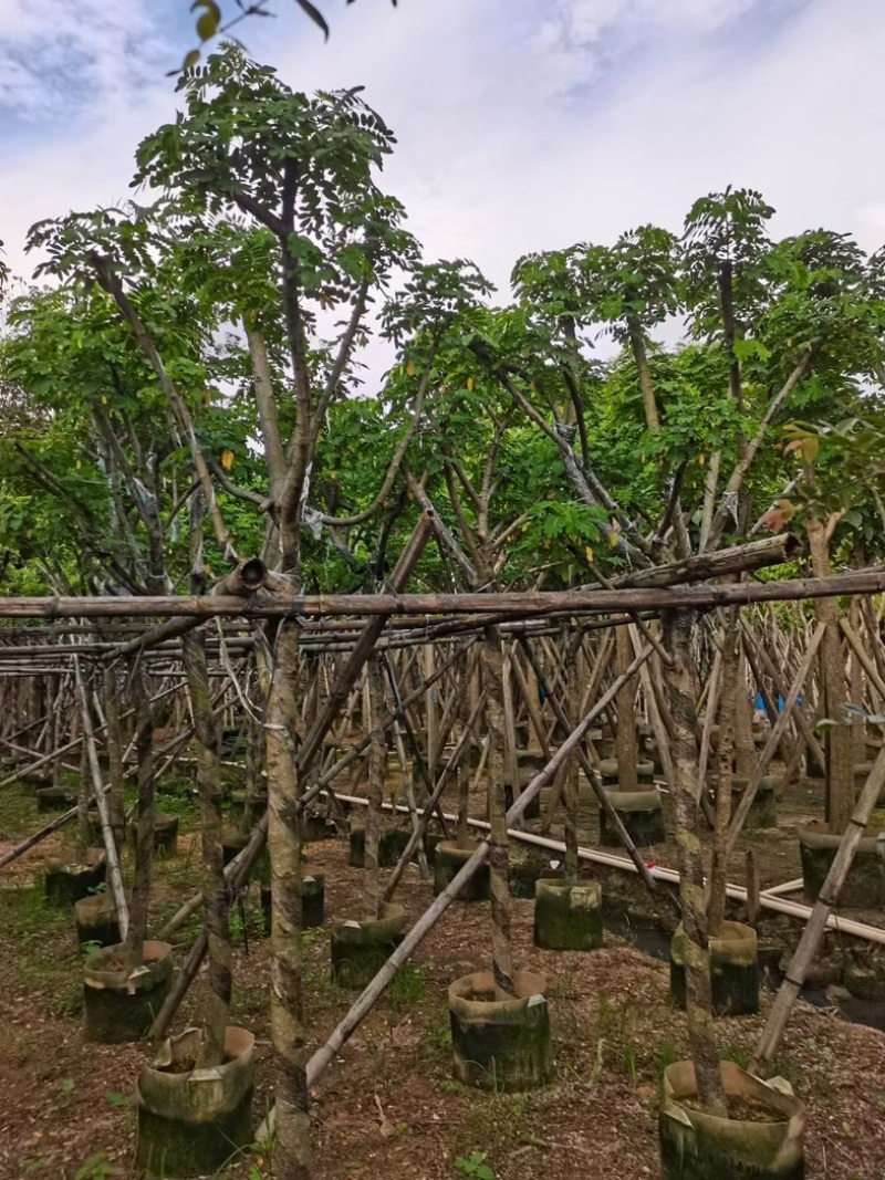 骨架黄花槐7～12公分基地直销规格齐全欢迎老板来电